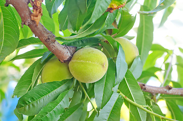 Image showing pear on tree
