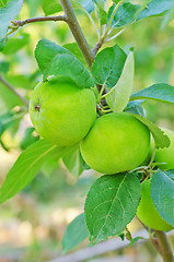 Image showing pear on tree