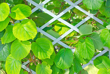 Image showing kiwi leaf