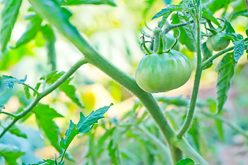 Image showing green tomato