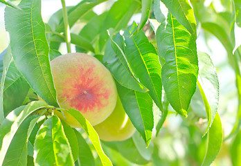 Image showing peach on tree