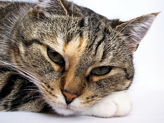 Image showing Relaxing cat