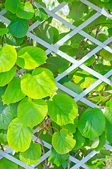 Image showing kiwi leaf