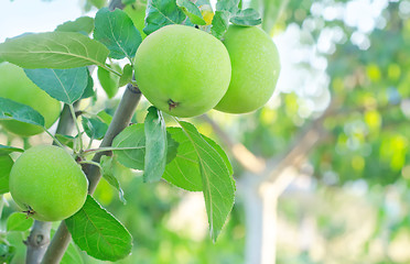 Image showing pear on tree