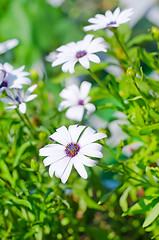 Image showing flowers