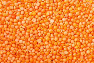 Image showing lentil