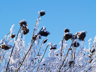 Image showing Frost