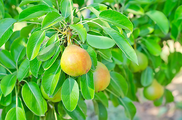 Image showing pear on tree