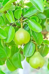 Image showing pear on tree