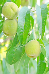 Image showing pear on tree