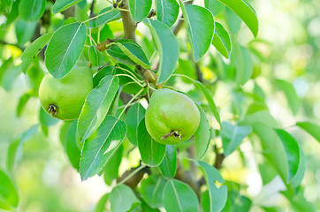 Image showing pear on tree