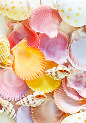 Image showing shells