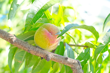 Image showing peach on tree