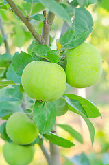 Image showing pear on tree