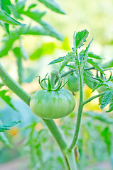 Image showing green tomato