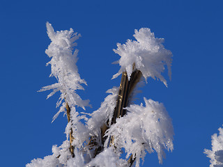 Image showing Frost