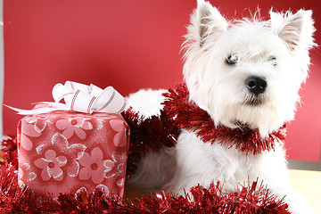 Image showing White puppy