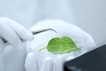 Image showing close up of hand with microscope and green leaf