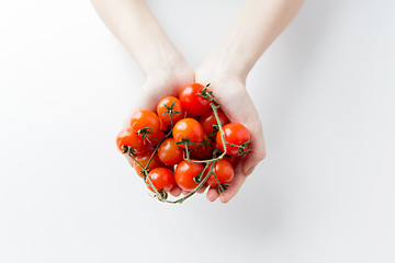 Image showing close up of woman hands holding cherry tomatoes