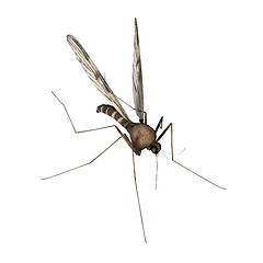 Image showing 3d animation mosquito