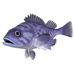 Image showing 3d animation fish