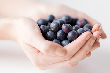 Image showing close up of woman hands holding blueberries