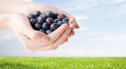 Image showing close up of woman hands holding blueberries