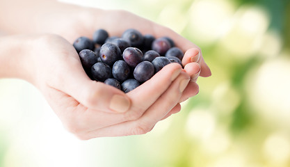 Image showing close up of woman hands holding blueberries