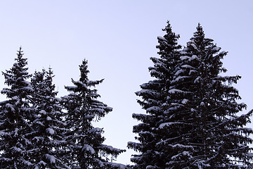 Image showing Pines covered with snow