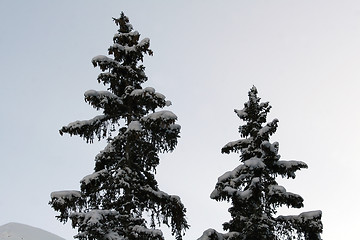 Image showing Pines covered with snow