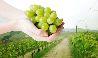 Image showing close up of woman hands holding green grape bunch