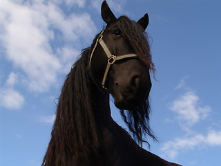 Image showing rasta horse