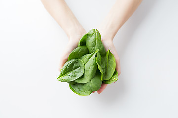 Image showing close up of woman hands holding spinach