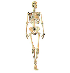 Image showing 3D rendered skeleton