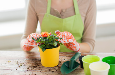 Image showing close up of woman hands planting roses in pot