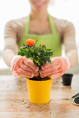 Image showing close up of woman hands planting roses in pot