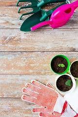 Image showing close up of seedlings and garden tools