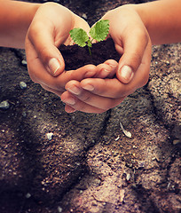 Image showing woman hands holding plant in soil