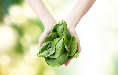 Image showing close up of woman hands holding spinach