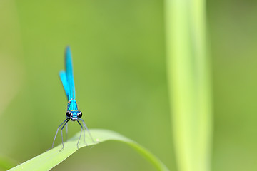 Image showing dragonfly in forest