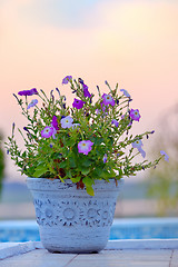 Image showing tobacco pink flowers 