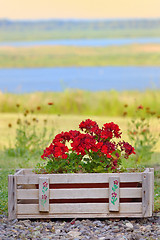 Image showing Geranium flowers