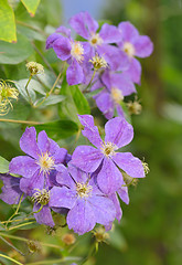 Image showing Clematis in the garden