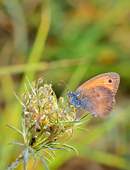 Image showing Butterfly on a flower