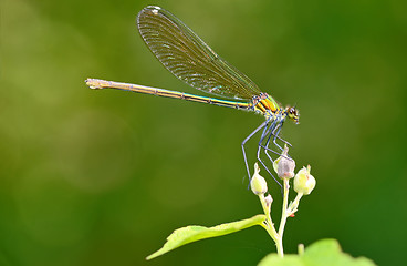 Image showing dragonfly in forest