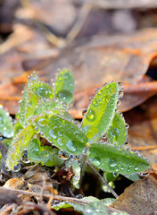 Image showing  grass with dew drops