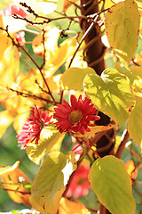 Image showing red autumn flowers