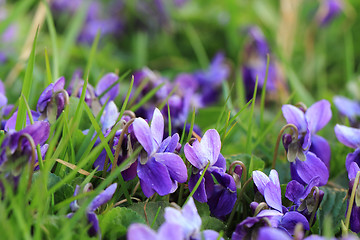 Image showing violets flowers