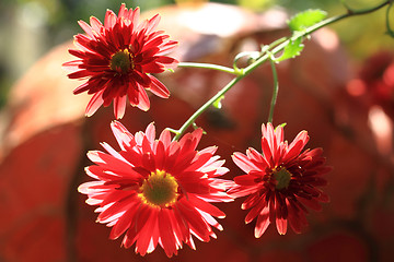 Image showing red autumn flowers
