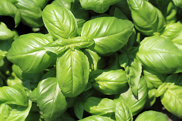 Image showing basil leaves background